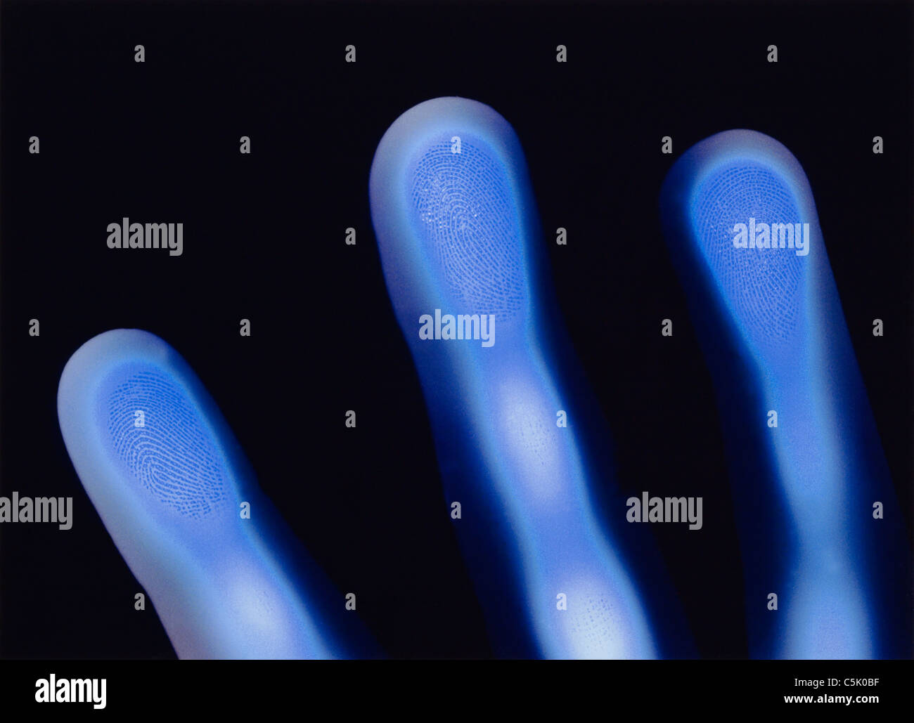blue fingers with fingerprints, whorls and loops on fingertips Stock
