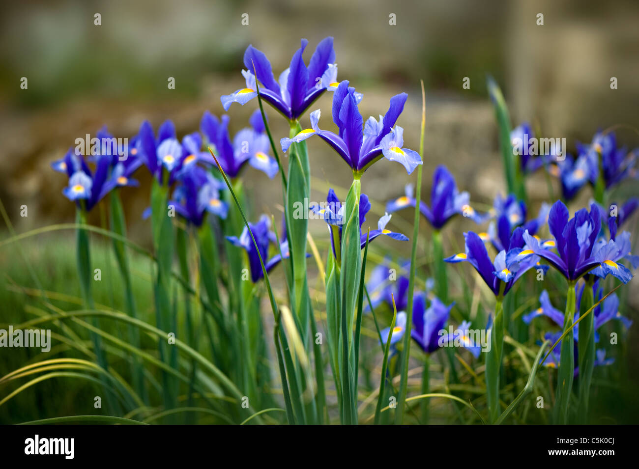 Iris Xiphium - Spanish iris or Dutch iris Stock Photo