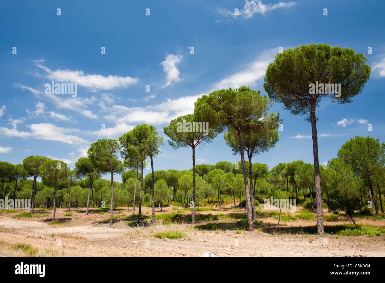 Pine trees in the Coto Donana, Andalucia, Spain, one of the most imortant wetland wildlife sites in Europe. Stock Photo