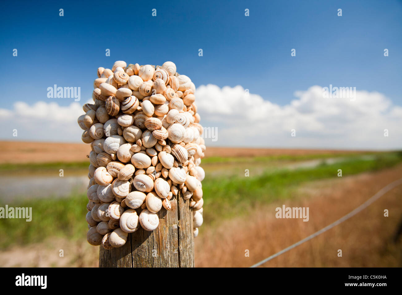 Snails on a fence post in the Coto Donana, Andalucia, Spain, one of the most imortant wetland wildlife sites in Europe. Stock Photo