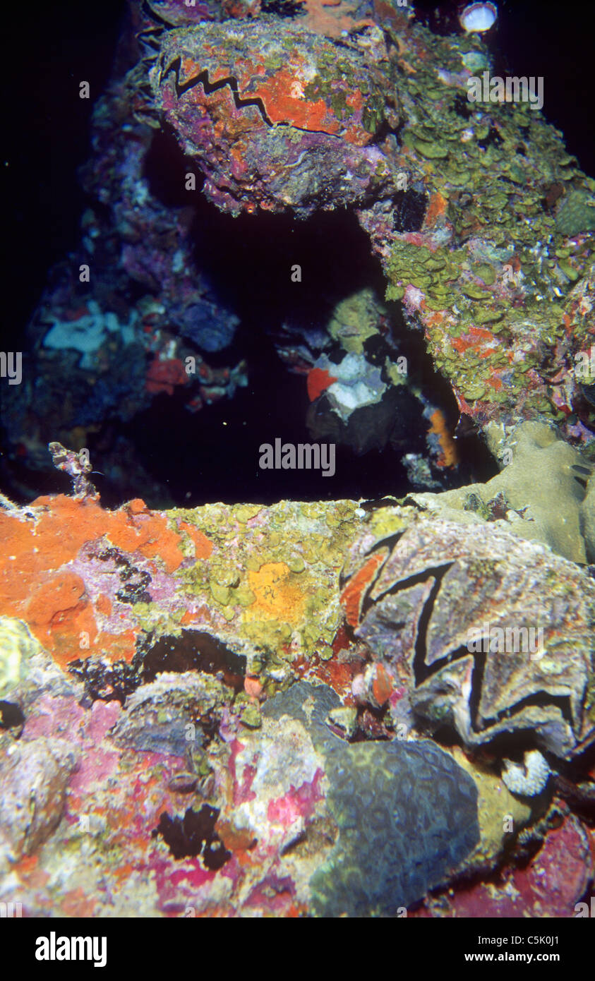 Zigzag oyster, encrusted with corals, on tip of the broken mast of Japanese WWII Teshio Maru wreck, Palau, Micronesia Stock Photo