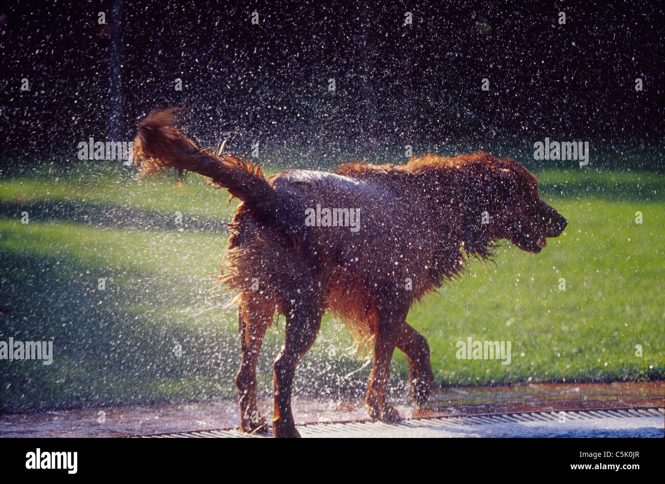 Wet dog shaking off water Stock Photo