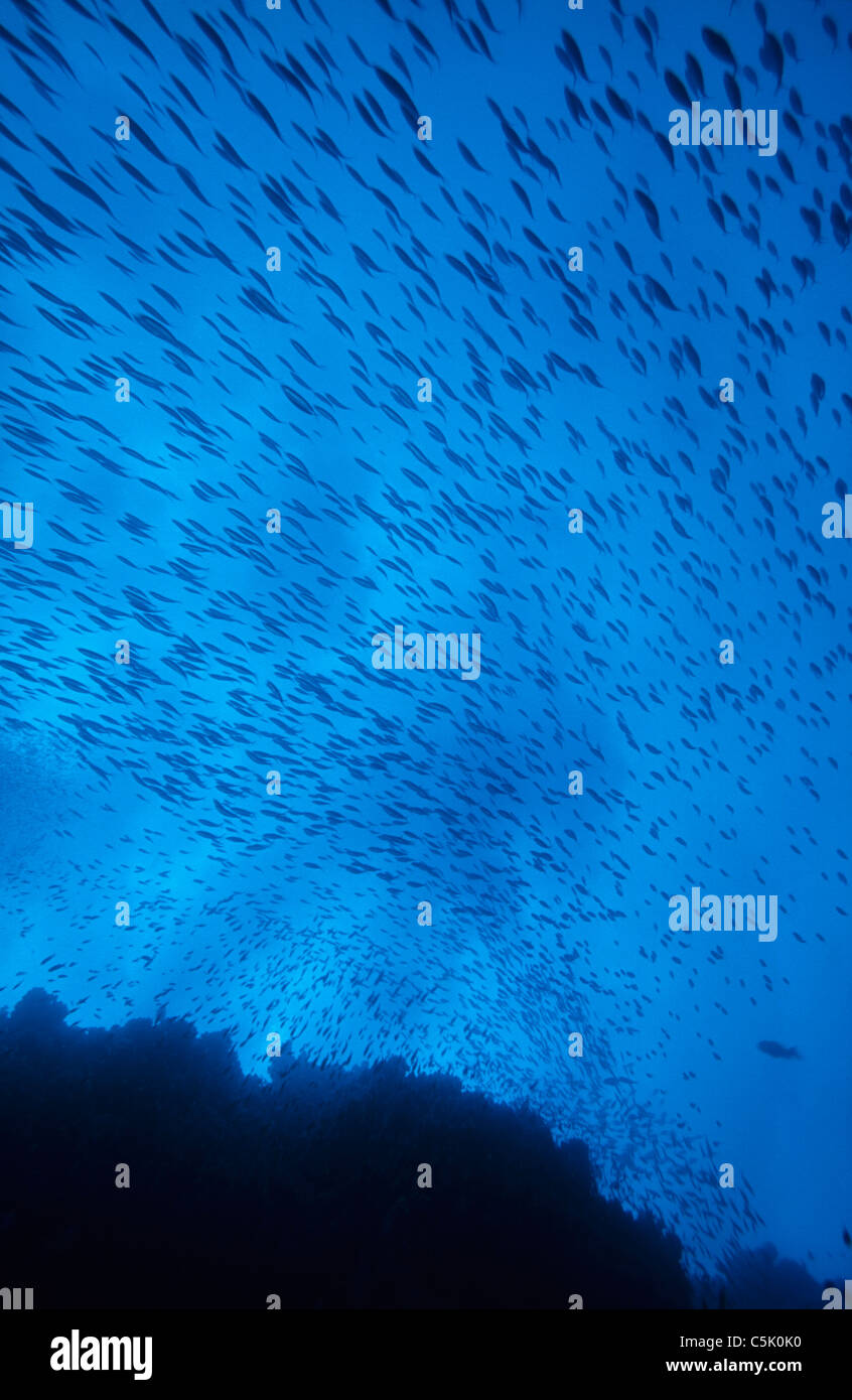 School of fish, Big Brother island, The Brothers, Red Sea, Egypt Stock