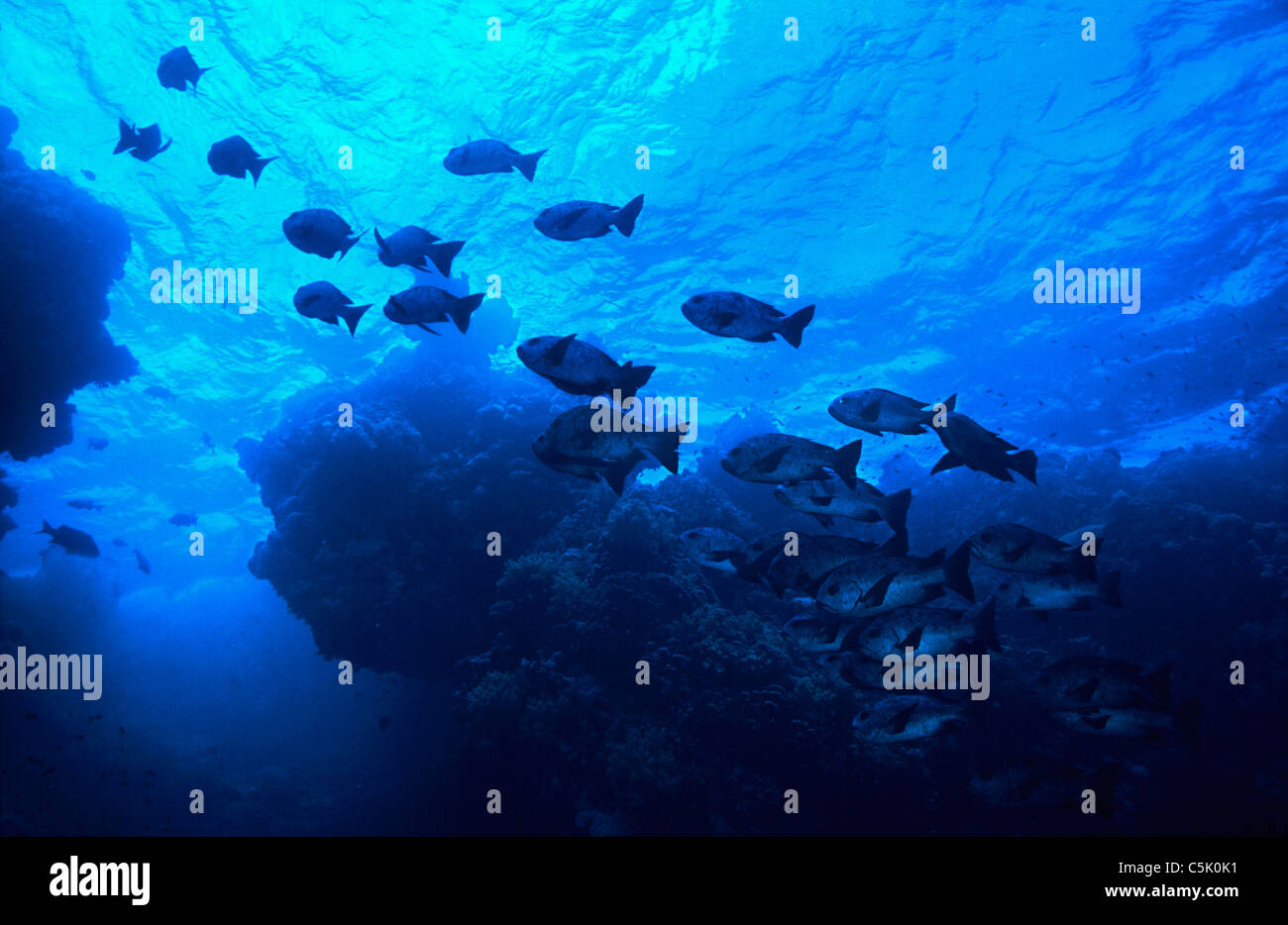 Black snappers (Macolor niger), Little Brother Island, The Brothers, Red Sea, Egypt Stock Photo