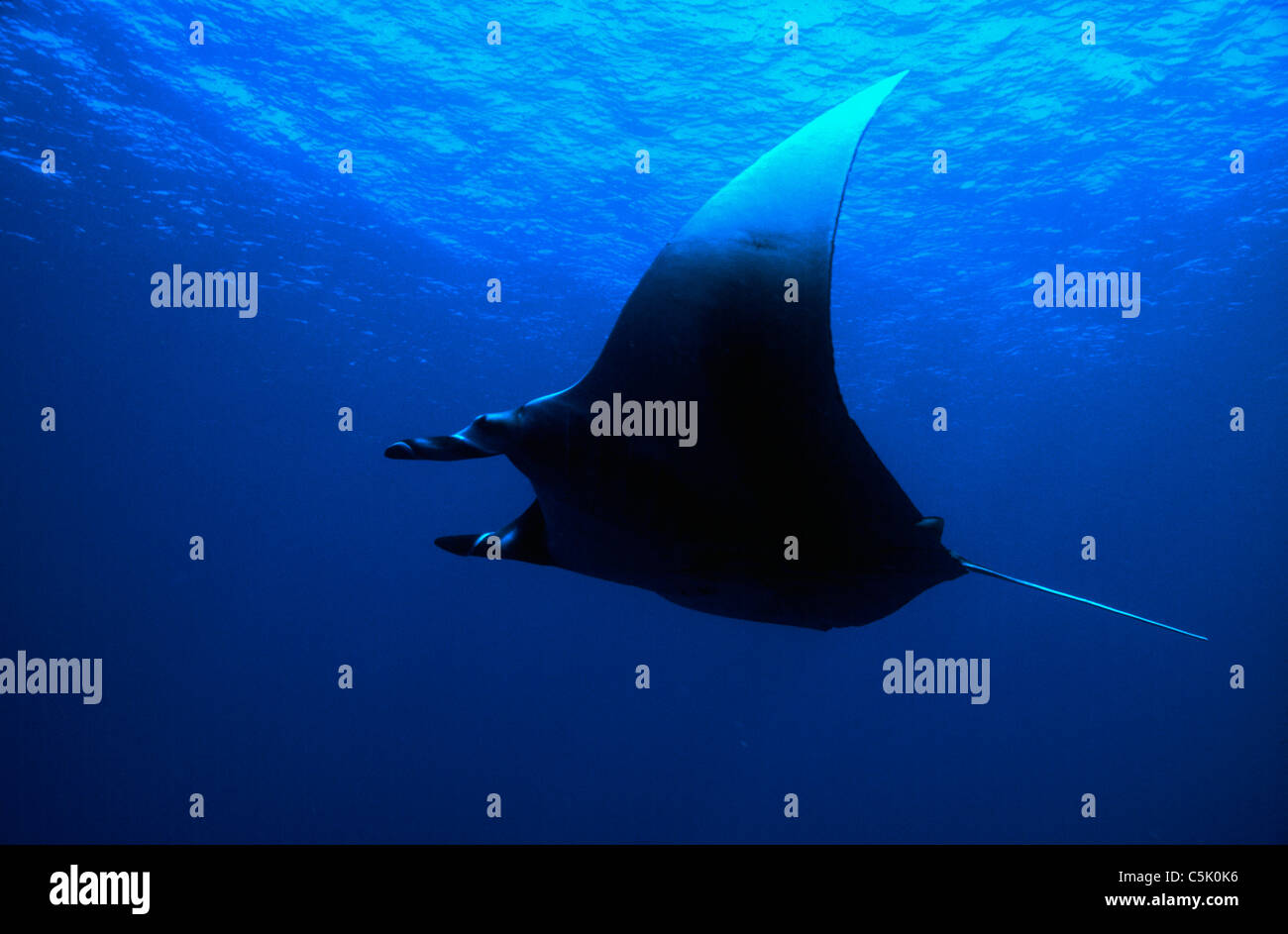 Manta ray, Manta birostris, at Rocky Island, Red Sea, Egypt Stock Photo