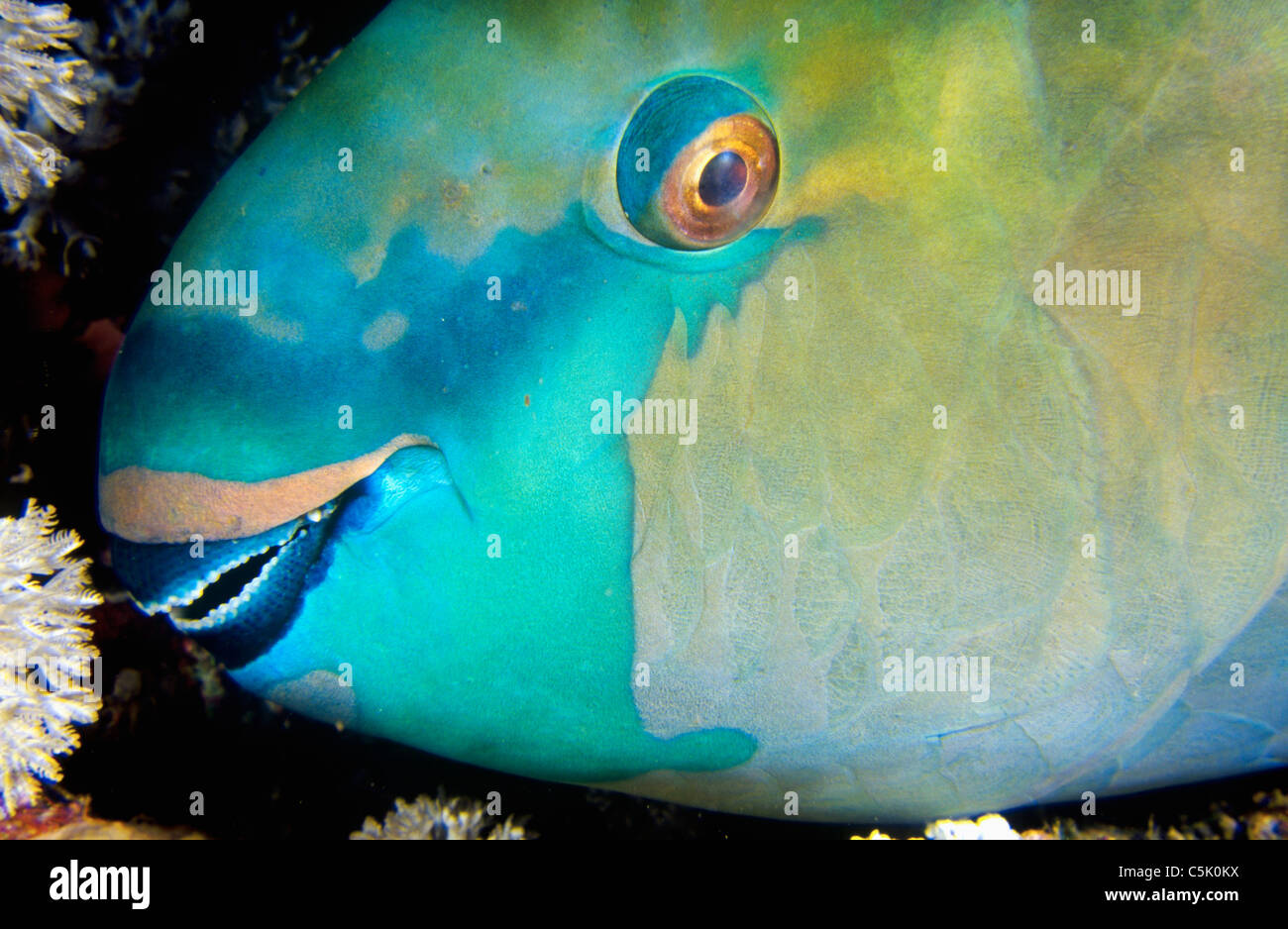 Rusty parrotfish (Scarus ferrugineus), Um Halhla, Red Sea, Egypt Stock Photo