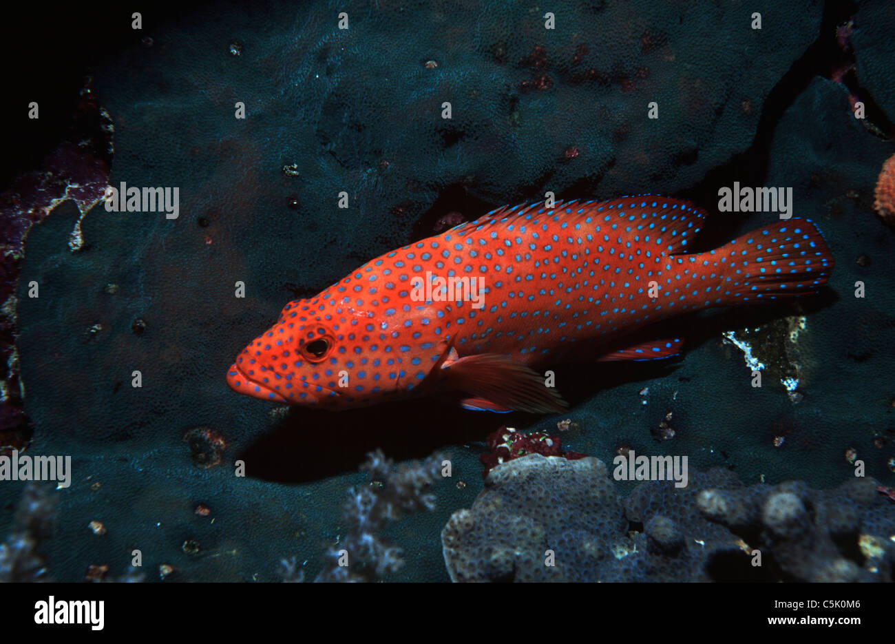 Coral hind, Cephalopholis miniata, at Elphinstone Reef, Red Sea, Egypt Stock Photo