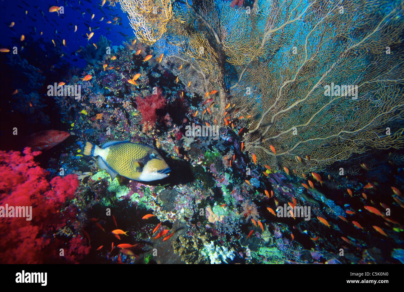Titan triggerfish (Balistoides viridescens) and Scalefin Anthias (Anthias Squamipinnis), with corals, Red Sea, Egypt Stock Photo