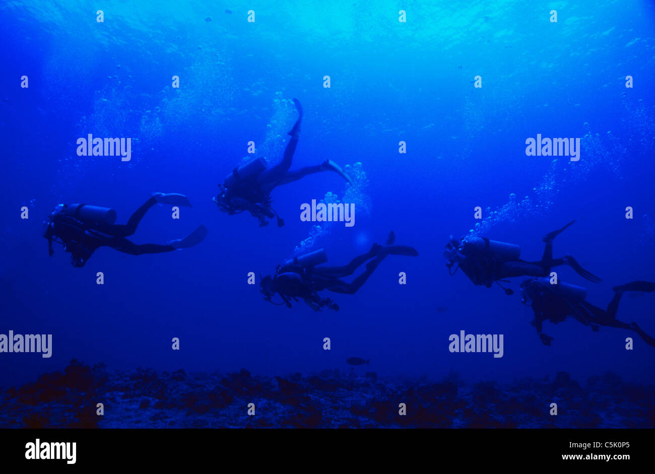 Group of Japanese scuba divers following each other in the Blue Corner, Republic of Palau, Micronesia Stock Photo