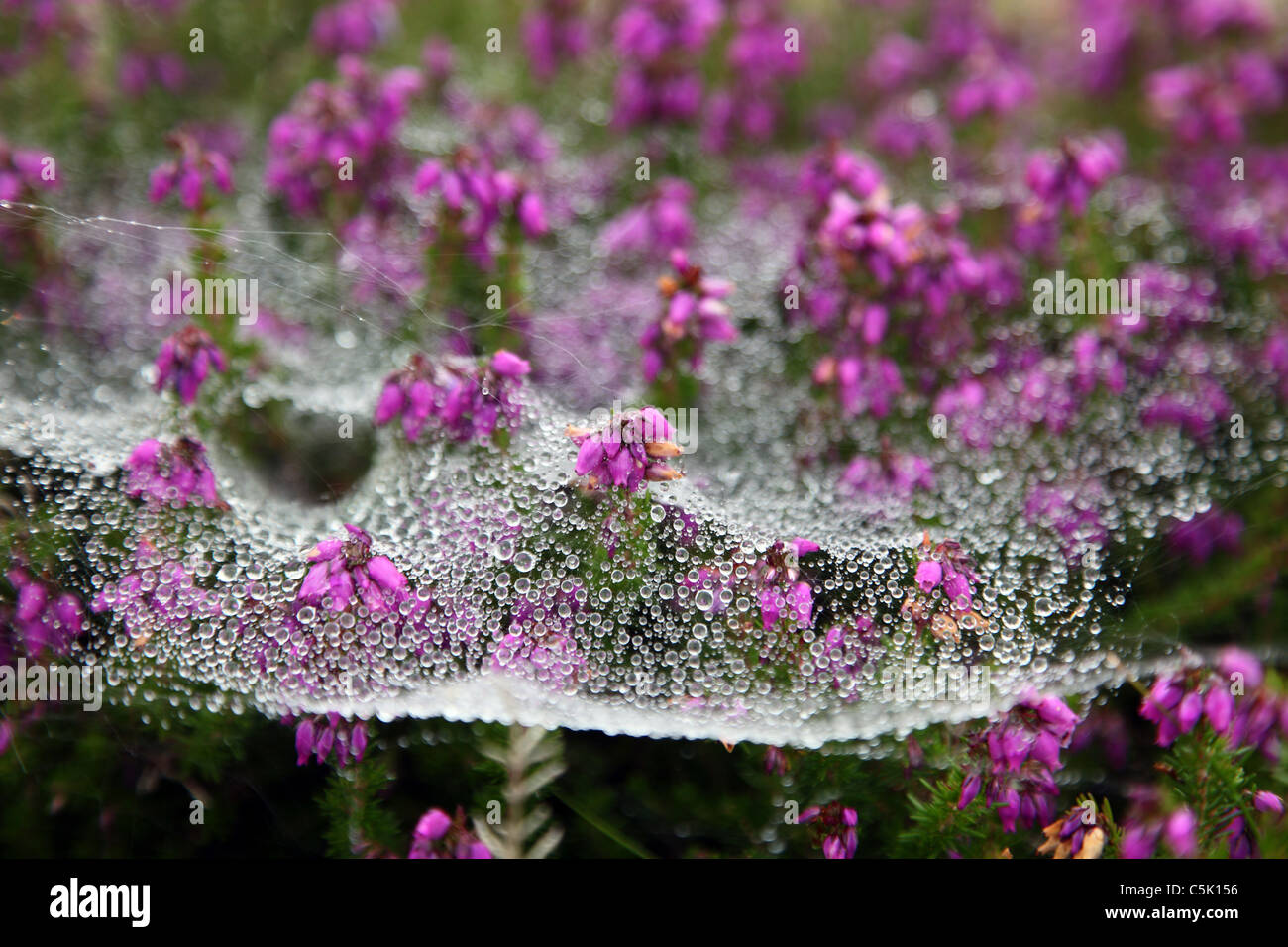 Spiders web spattered with dew over heather, Co. Kerry Stock Photo