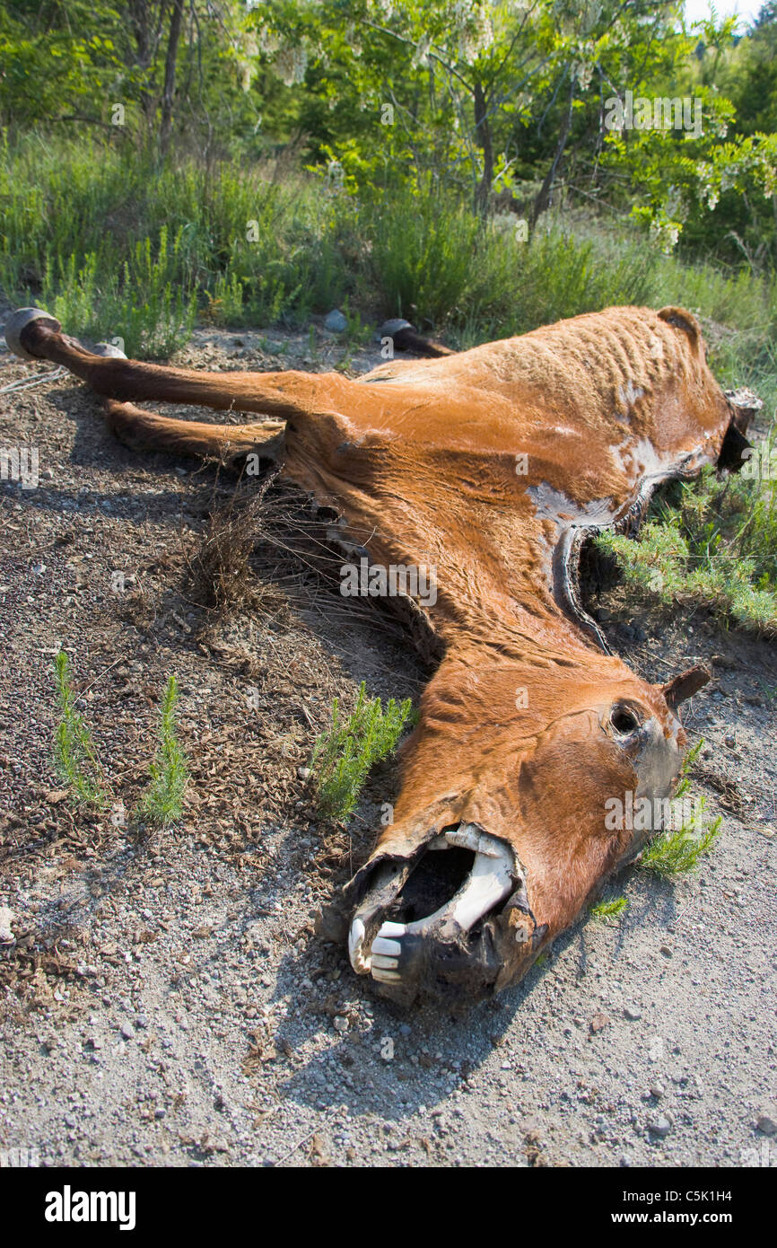 Dead horse Stock Photo