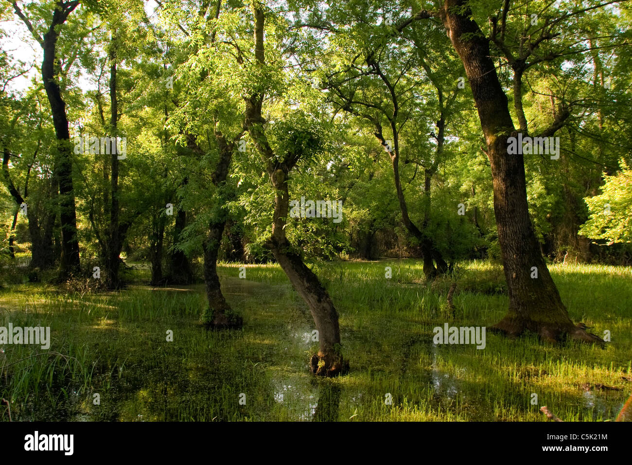 Oak forest in Manyas Lake Nature Protected Area, Bursa Turkey Stock Photo