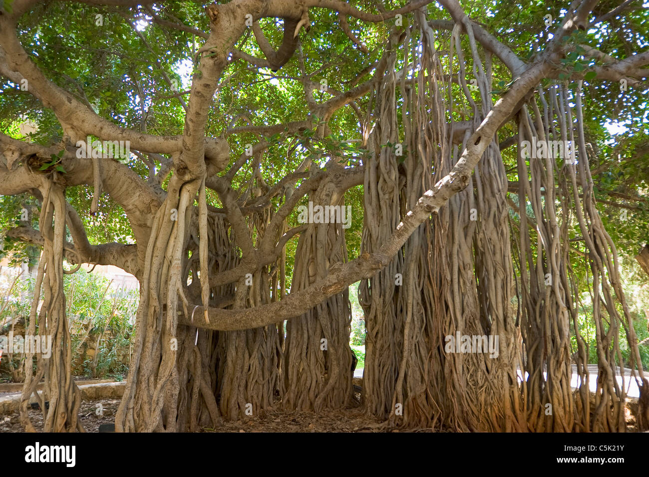 Banyan tree branches in the campus of the American University in Beirut ...