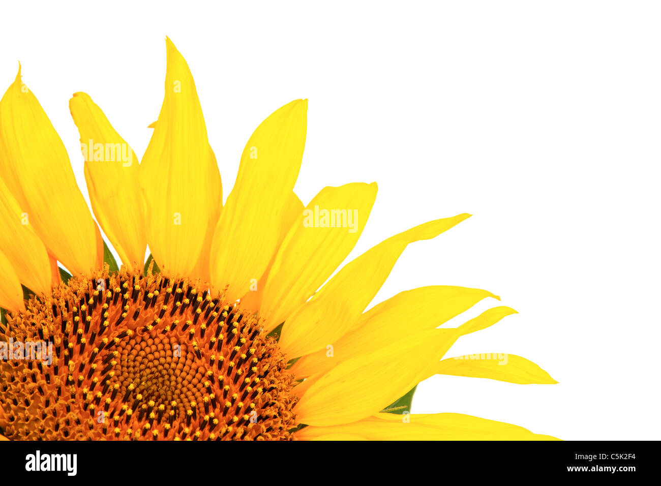 Sunflower isolated on a white background Stock Photo - Alamy