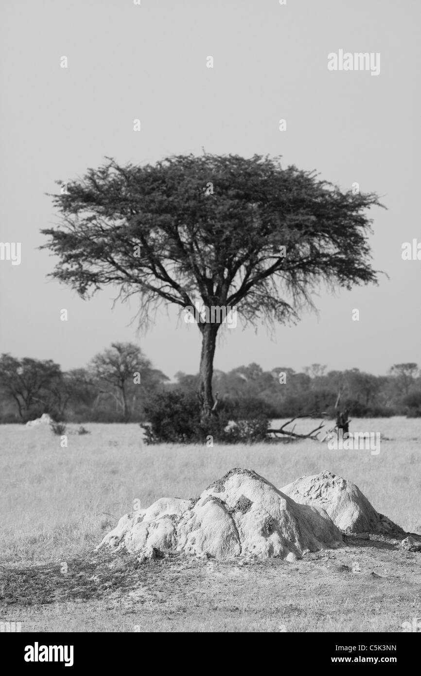 A termite mound stands before an acacia tree in Hwange National Park, Zimbabwe. Stock Photo