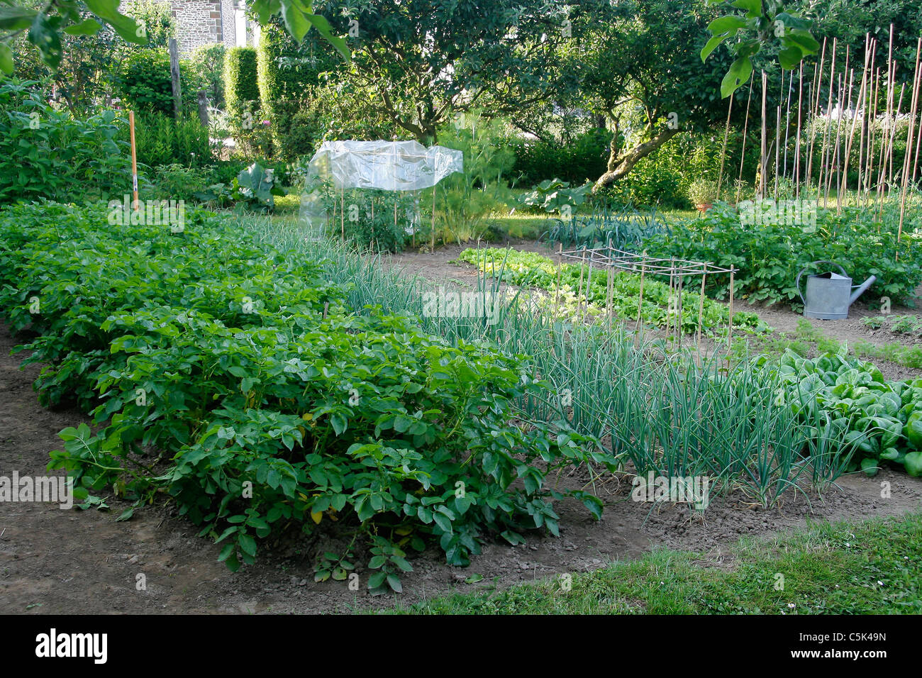 A vegetable garden, vegetables plots : potatoes, shallots, spinach, lettuce, potatoes, tomatoes... Stock Photo