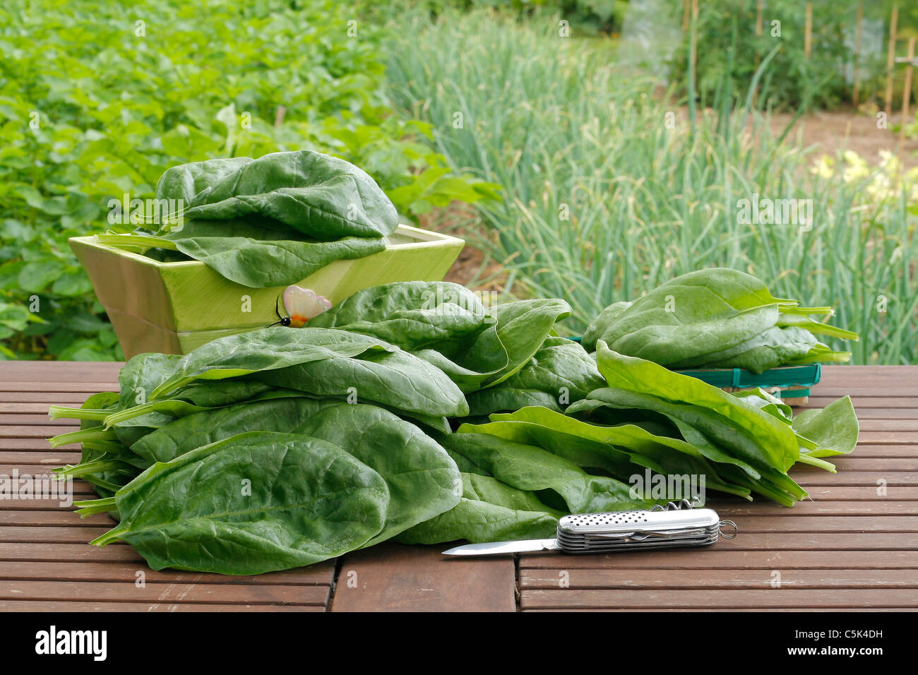 Harvest of spinach (Spinacia oleracea), variety 'Matador', in june