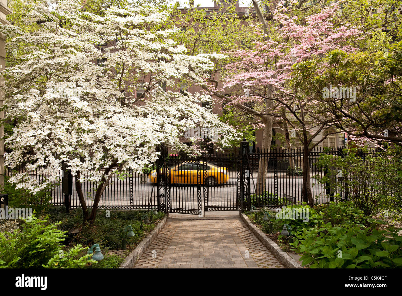 Dogwood Blossoms and Taxi, Springtime, 35th Street, Murray Hill, NYC Stock Photo