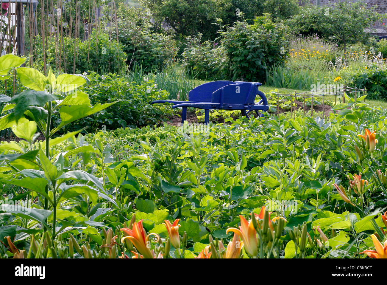 A vegetable garden with a wooden wheelbarrow . Stock Photo