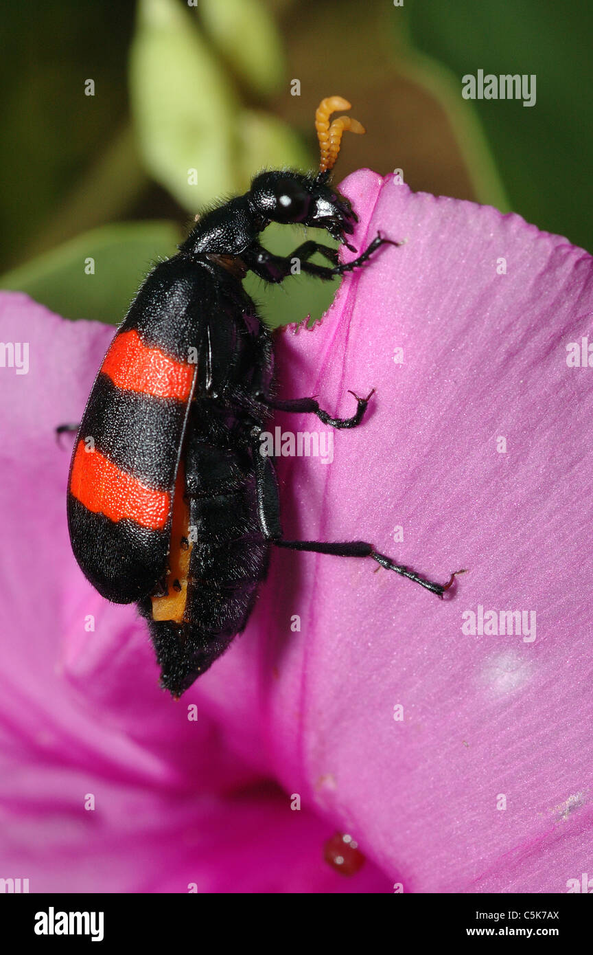 Blister beetle (Mylabris sp : Meloidae), a warningly coloured species ...