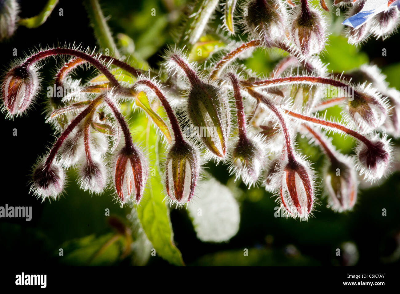 Close-up of Borage flower buds. Stock Photo