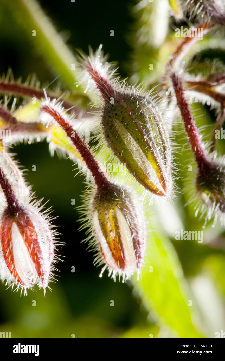 Close-up of Borage flower buds. Stock Photo
