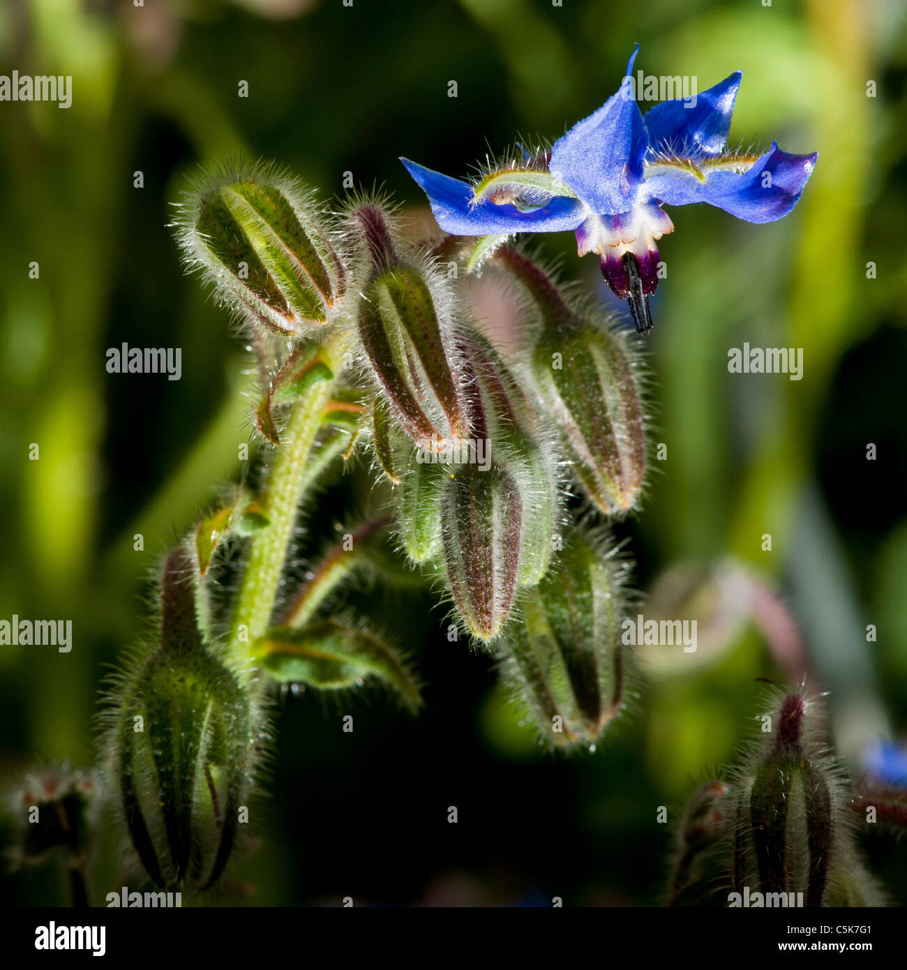 Hairy buds and a single blue borage flower on a plant growing in a UK garden in summer. Stock Photo