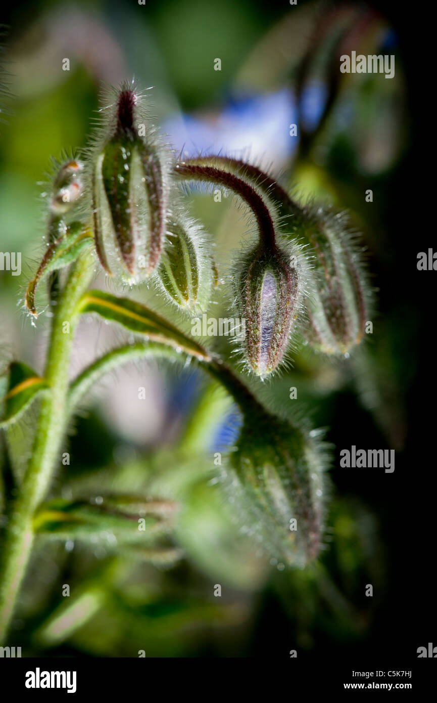 Hairy buds of a Borage plant growing in a UK garden in summer. Stock Photo