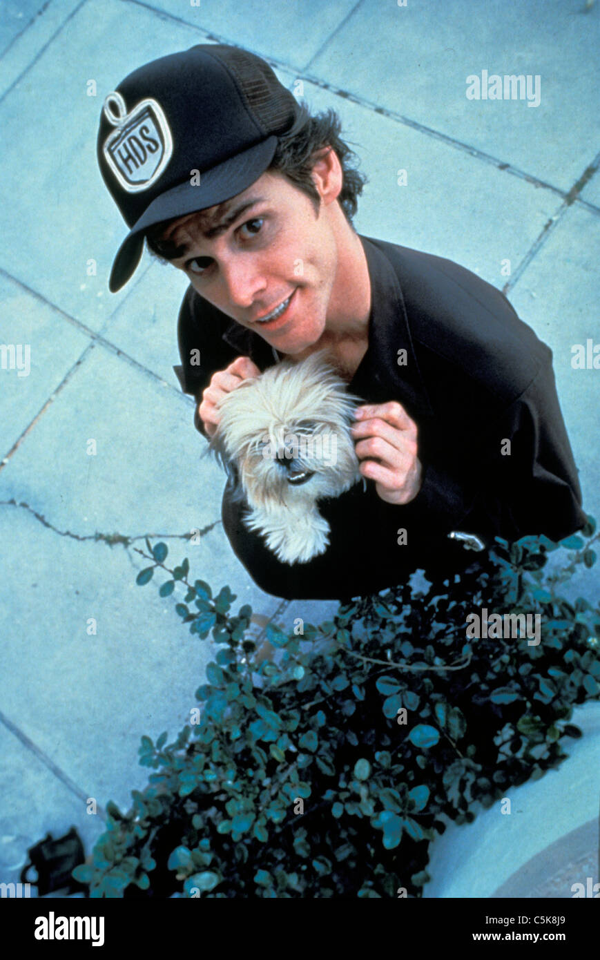 Ace Ventura: Pet Detective  Year: 1994 USA Jim Carrey  Directed by Tom Shadyac Stock Photo