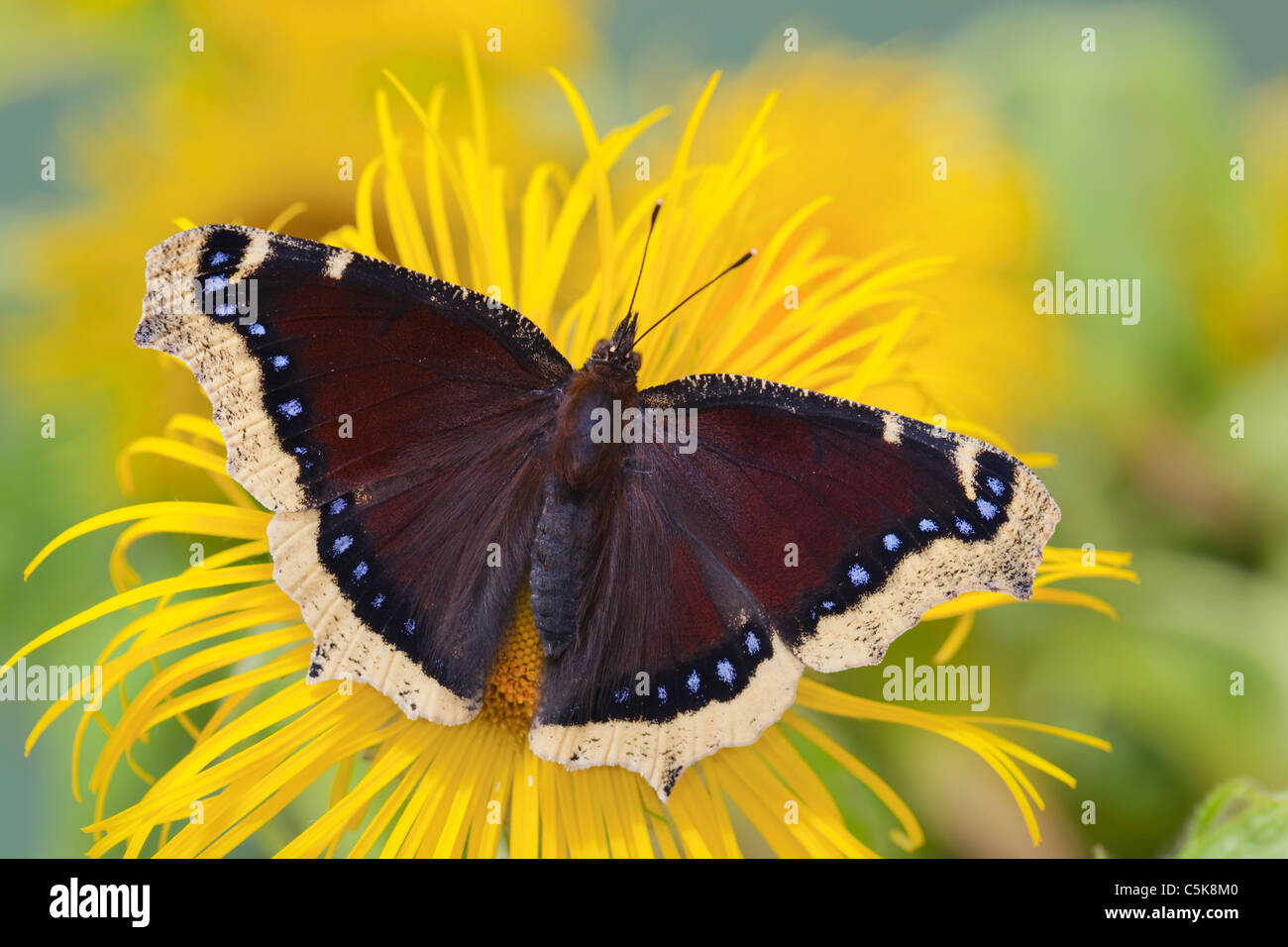 Camberwell Beauty Butterfly; Nymphalis antiopa; on inula flower Stock Photo