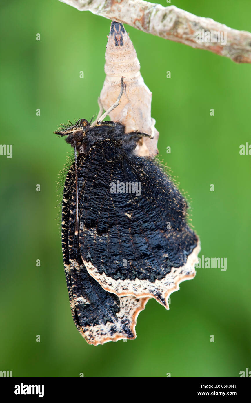 Camberwell Beauty Butterfly; Nymphalis antiopa; emerging from chrysalis Stock Photo