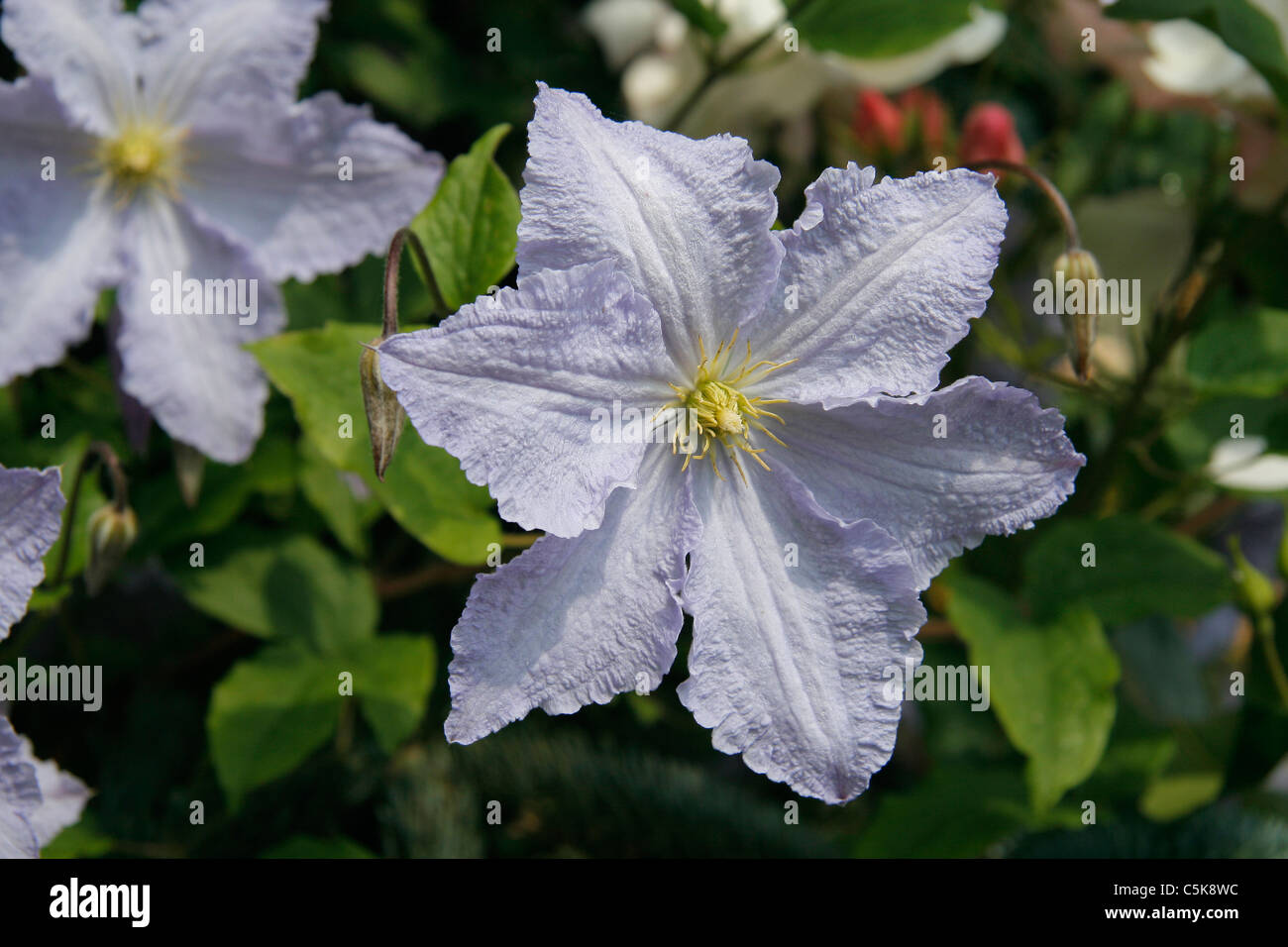 Clematis Blue Angel Stock Photo