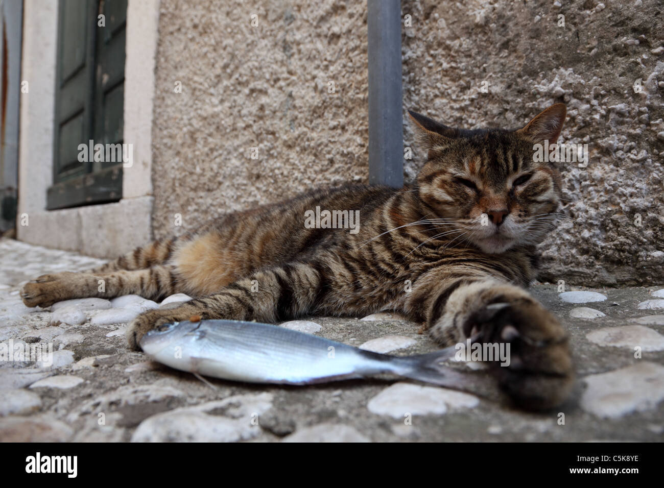 Lazy cat with a fish Stock Photo