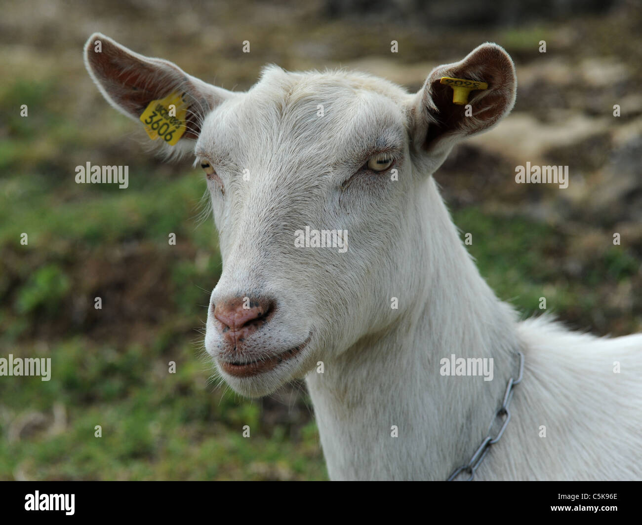 A white goat called a British Saanen with a clean white face. Stock Photo