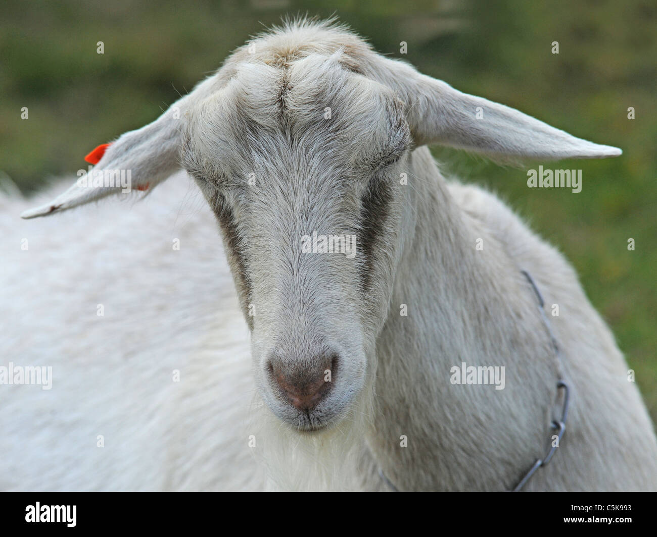 The head of a British Saanen goat Stock Photo