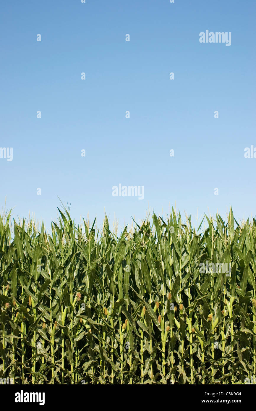 Vertical of corn growing Stock Photo Alamy
