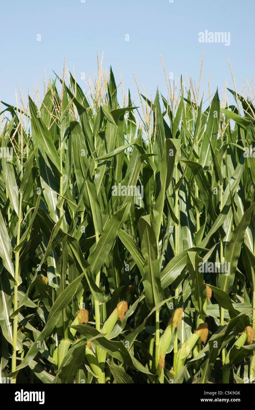 Vertical closeup of corn growing Stock Photo