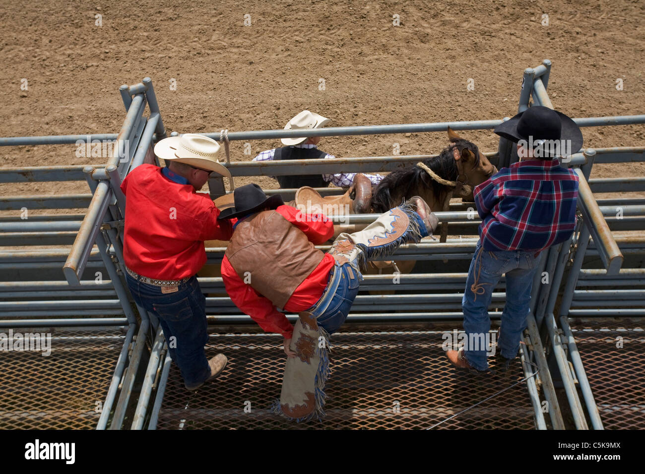 Cowboys get a wild horse ready for a ride. Stock Photo