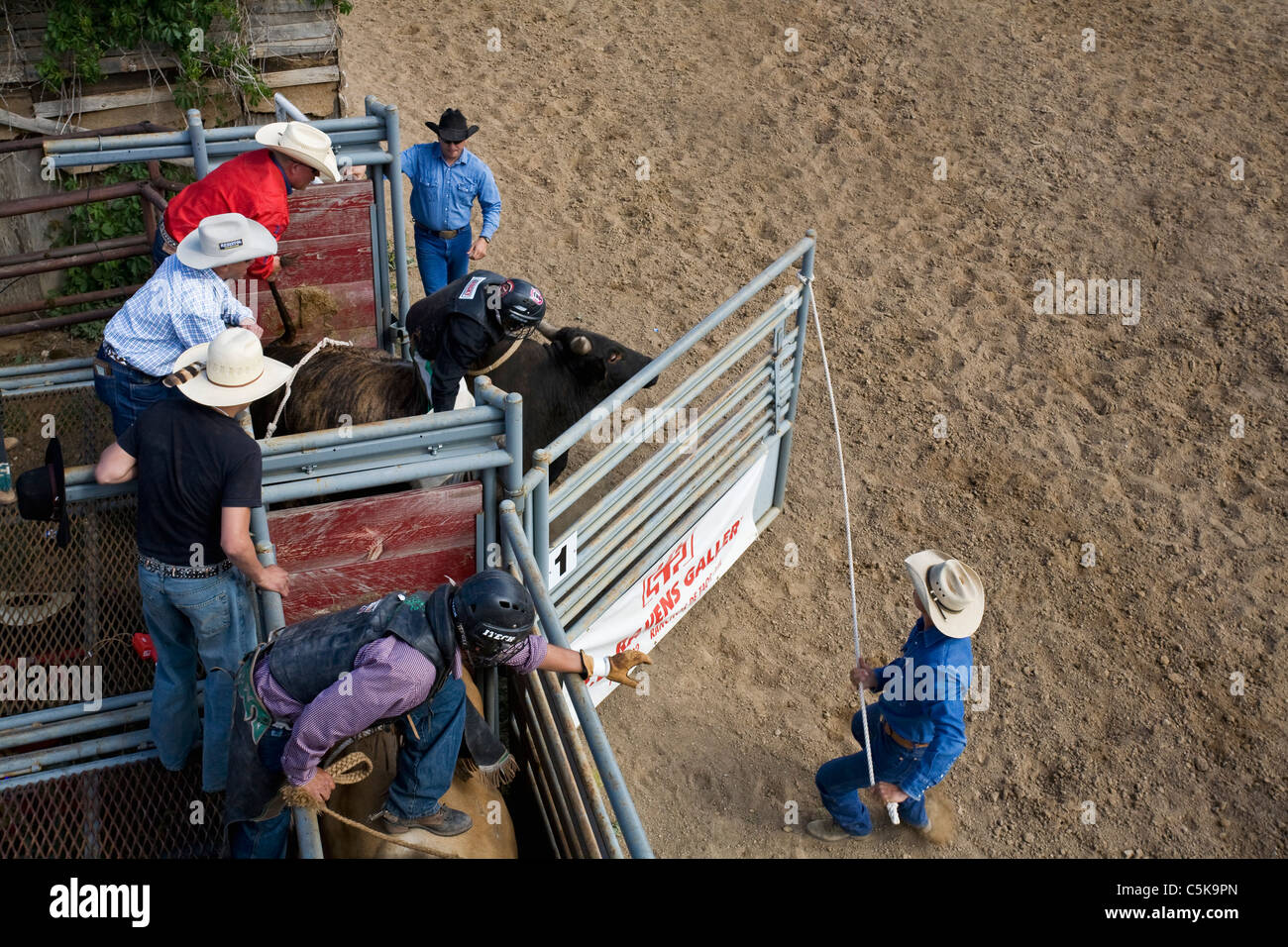 Cowboys ride a wild bull at annual rodeo Stock Photo - Alamy