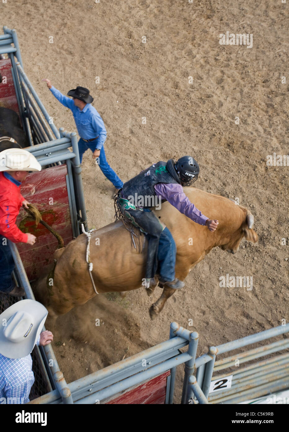 Cowboys ride a wild bull at annual rodeo. Stock Photo