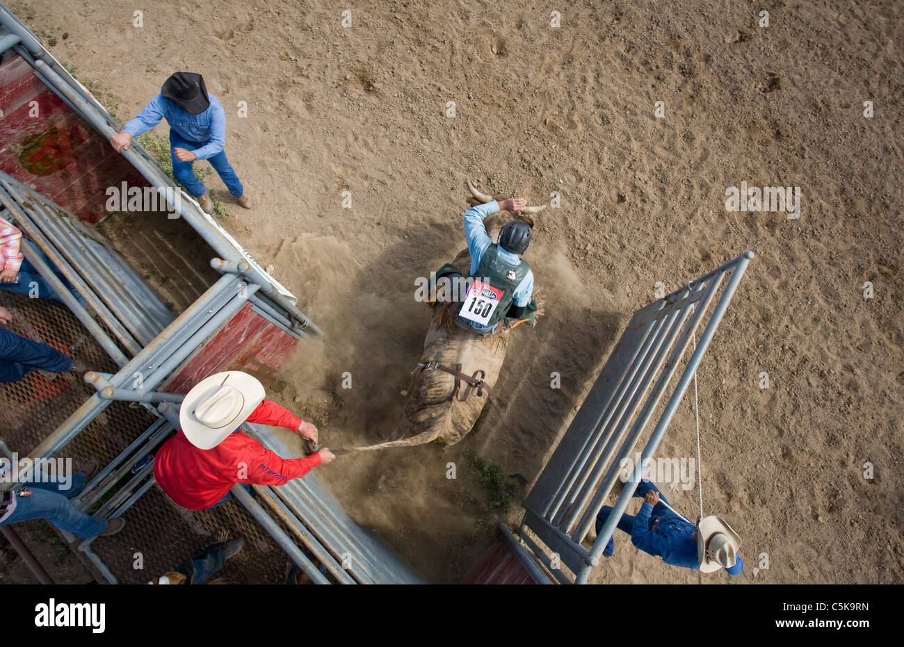 Cowboys ride a wild bull at annual rodeo. Stock Photo