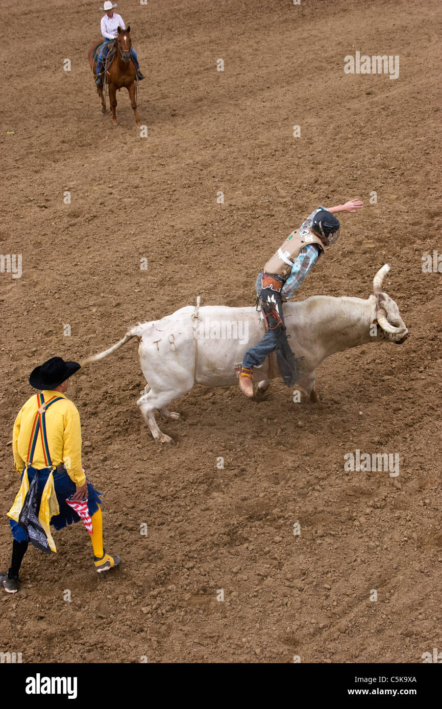 A rodeo clown watches over a bull rider. Stock Photo