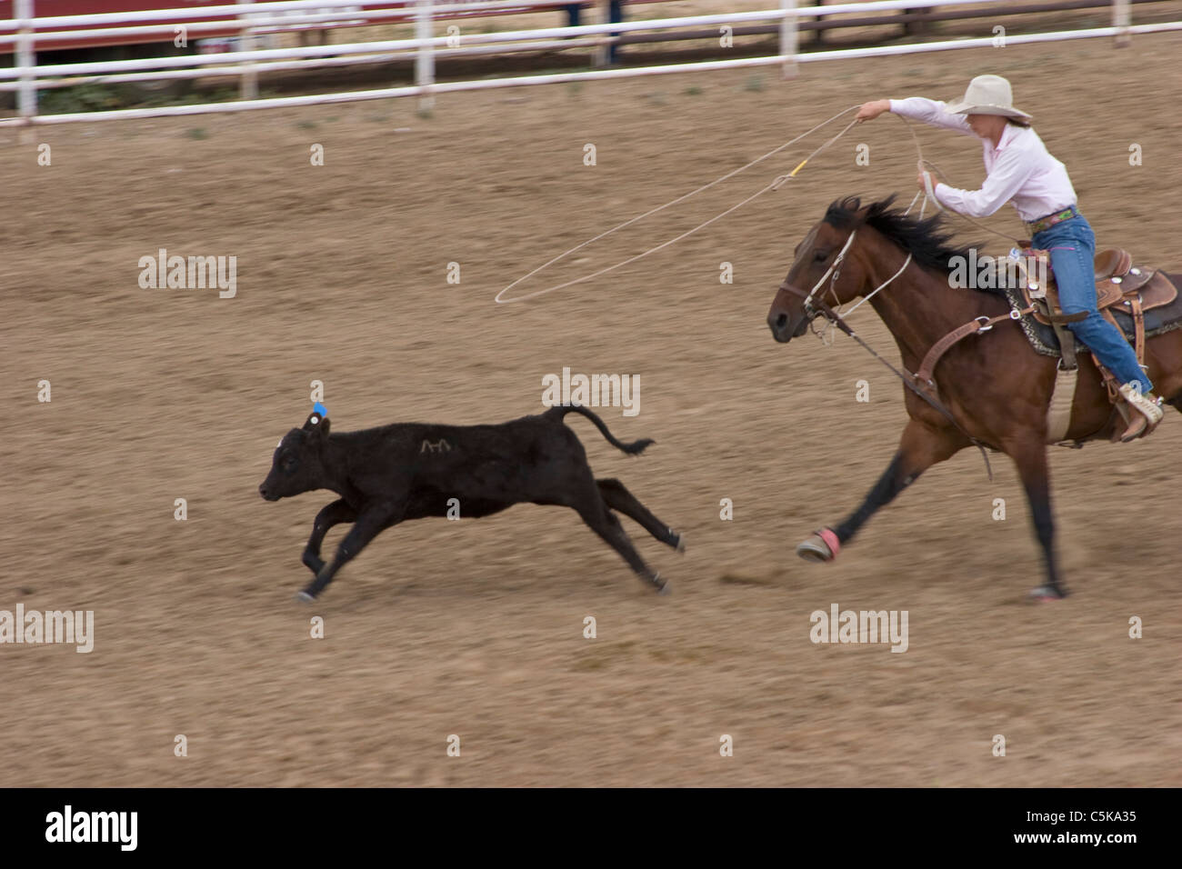 A rodeo event of roping a young calf from horseback. Stock Photo