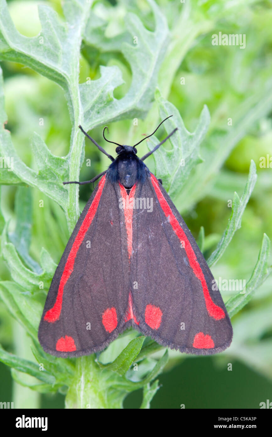 Cinnabar visual data 4