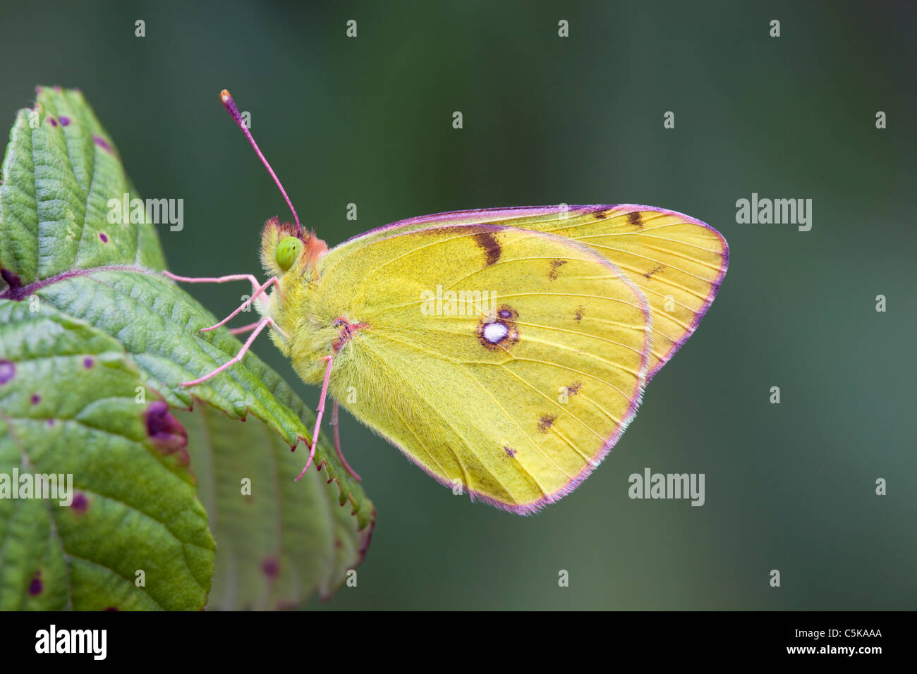 Clouded Yellow Butterfly; Colias croceus; on leaf Stock Photo