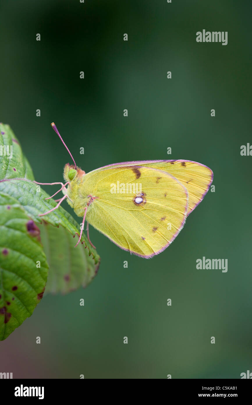 Clouded Yellow Butterfly; Colias croceus; on leaf Stock Photo