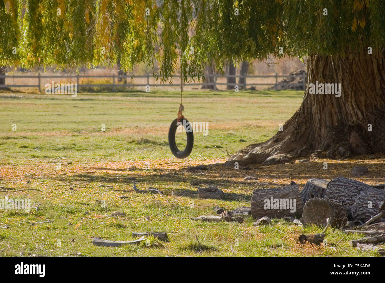 Tire Swing On Willow Tree Stock Photo 37919314 Alamy