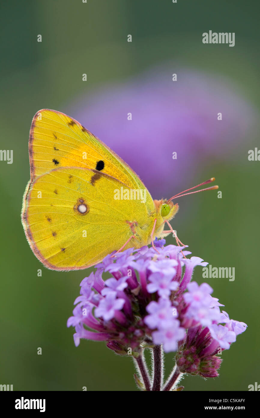 Clouded Yellow Butterfly; Colias croceus; on verbena flower Stock Photo