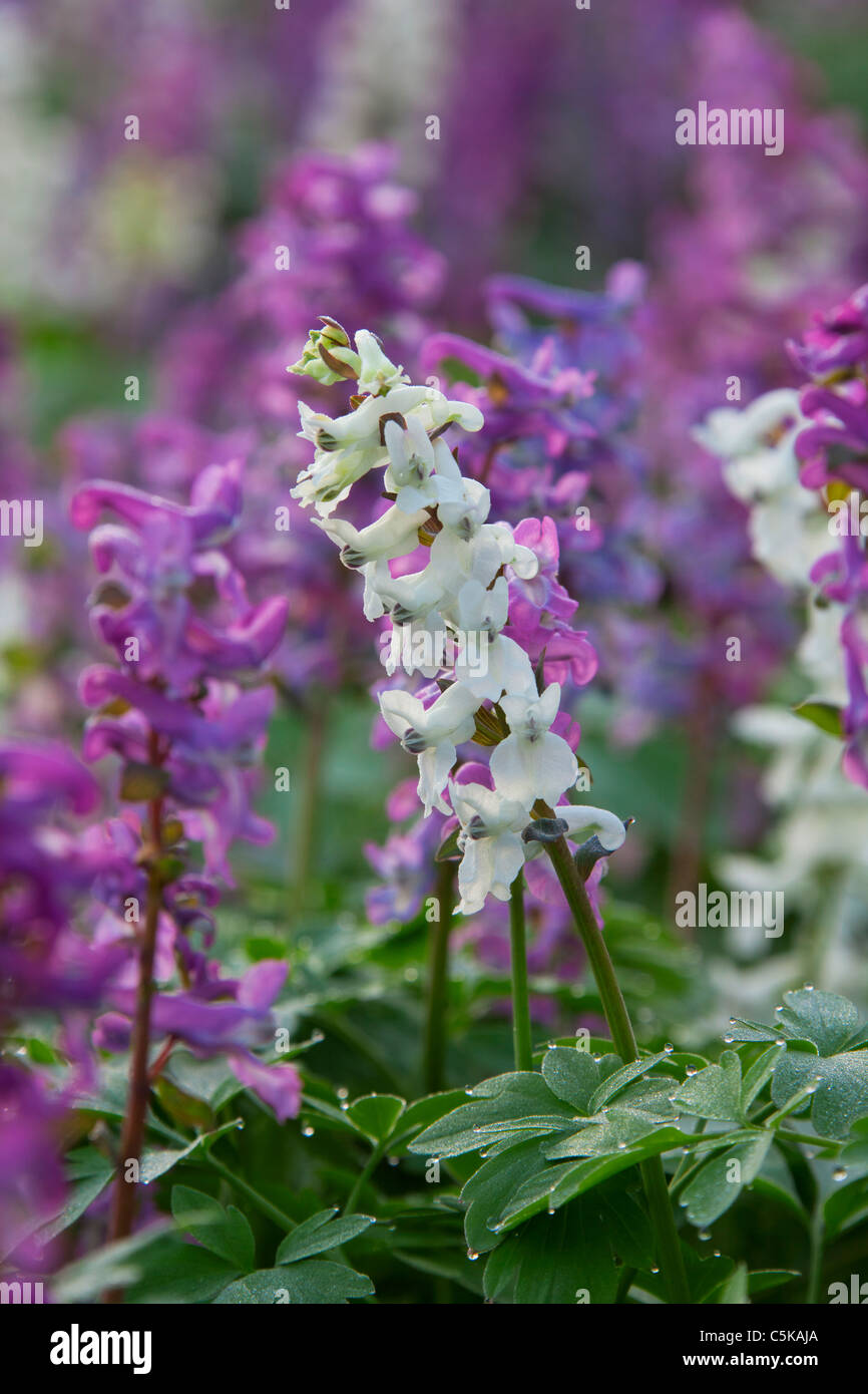 Hollowroot / bird-in-a-bush / fumewort (Corydalis cava) flowering in forest in spring, Germany Stock Photo