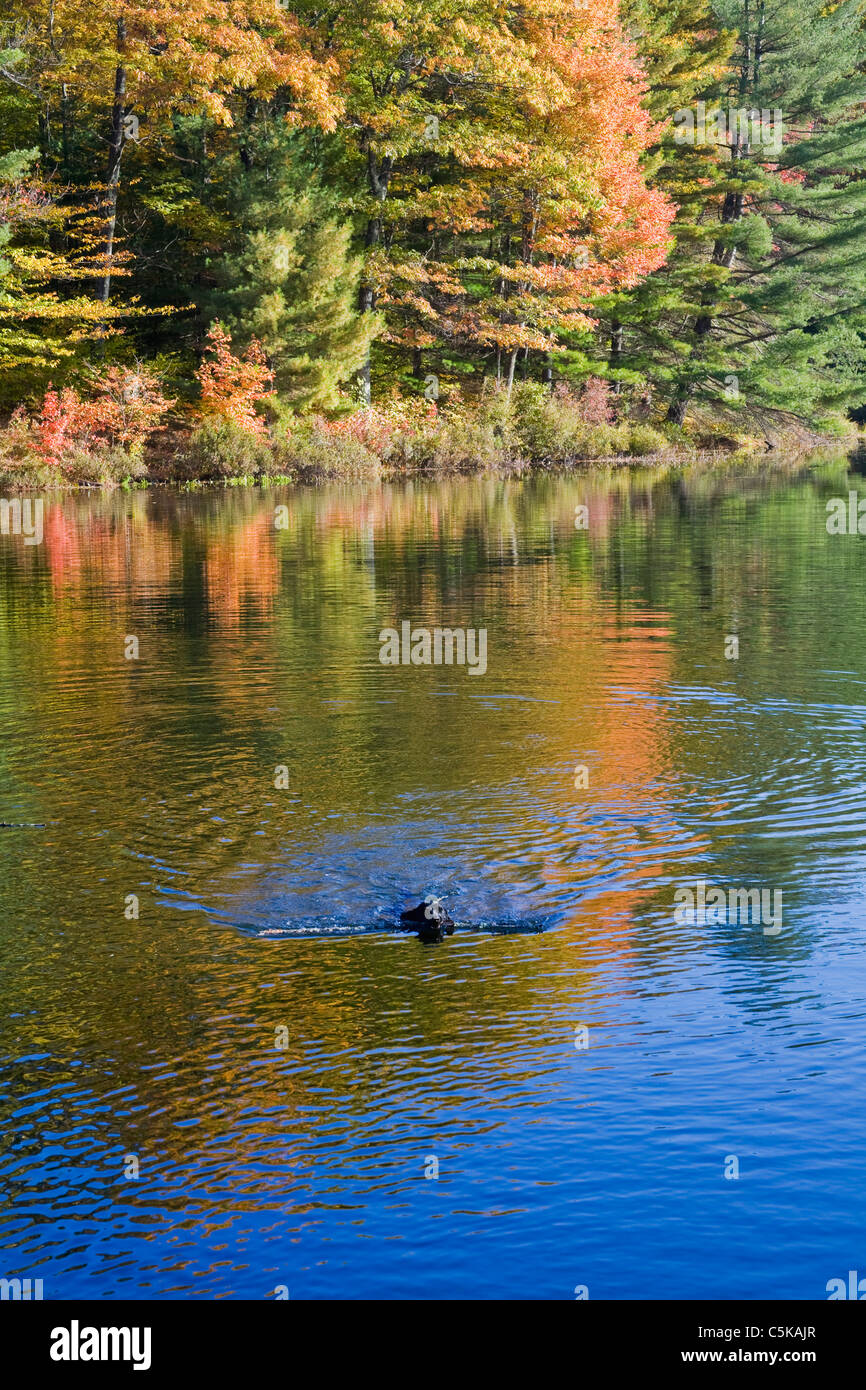 Dog swims across pond Stock Photo - Alamy